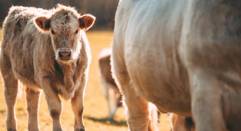 Újabb pályázattal segíti az agrártárca az állatbetegségek megelőzését