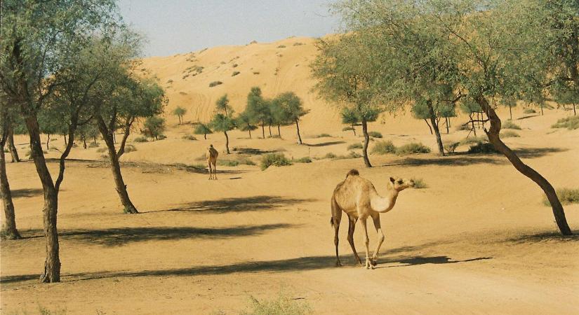 Az Emirátusok törvénnyel védett fája a sivatag zöld őre, a Ghaf-fa titkai