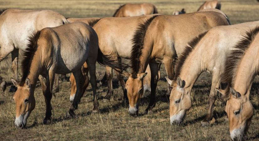 Vadlovakat telepítenek vissza a Hortobágyról Kazahsztánba