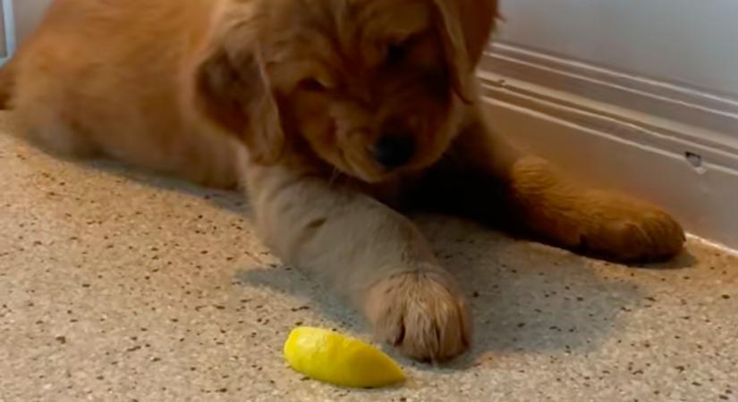 Először kóstol citromot a kölyök golden retriever: a reakcióján milliók nevetnek - Videó