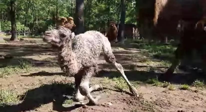 Tevecsikó született a Szegedi Vadasparkban – videóval
