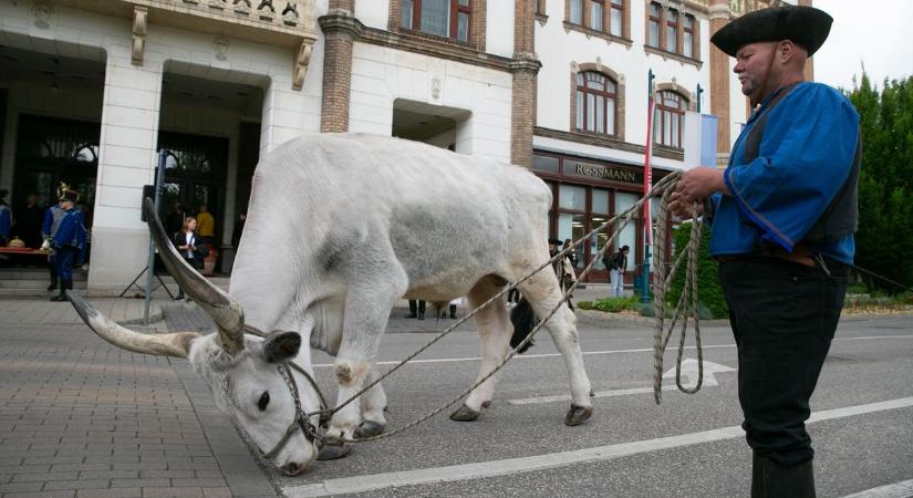 Szürkemarha a főutcán: látványos pásztortalálkozóval ünnepelték a városalapítókat – galériával