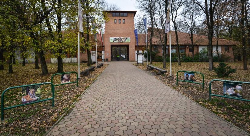 Különleges szülinap a Vadasparkban: nem mindennapi meglepetés várta reggel a dolgozókat