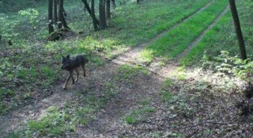 Farkas bukkant fel Burgenlandban - Bejelentőközpontot hoztak létre