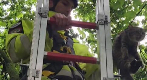 Szarkák terrorizáltak egy fán ragadt macskát Újpesten, mentőszolgálat érkezett a segítségére