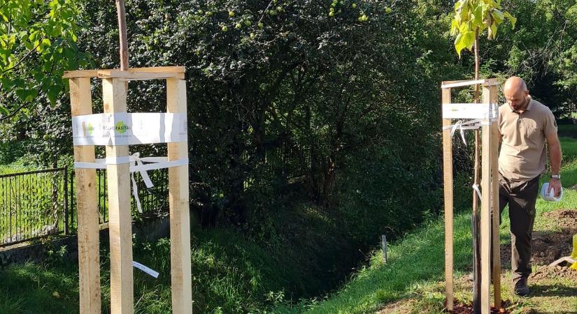 Szebbé varázsolják a településeket a faültetésekkel