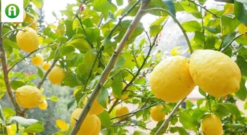 Citromfa a kertben: ezért nem terem a magról nevelt példány