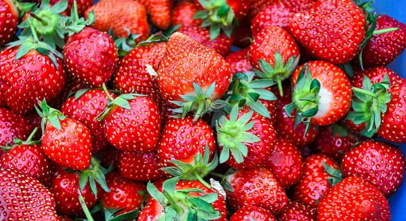 Mitől alakul ki szürkés színű penész a szamóca termésein?