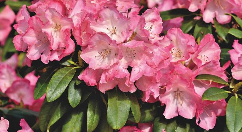 Rhododendron vagy azálea? Nem ugyanaz a növény!