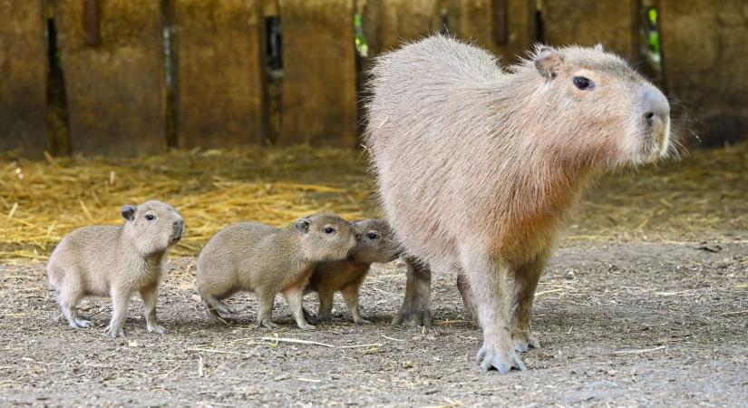 Olyan aranyosak a győri állatkert újszülött kapibarái, hogy szavakkal leírhatatlan – Sok fotó!