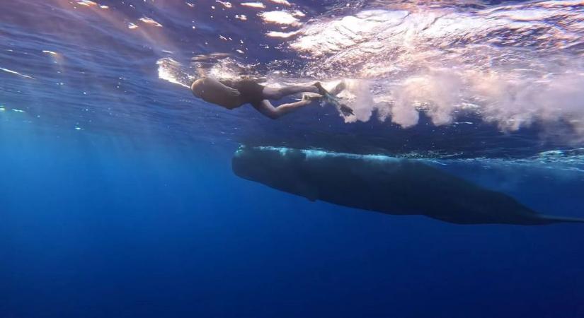 Megdöbbentő! A balatoni férfi bálnákkal úszkál az óceánban