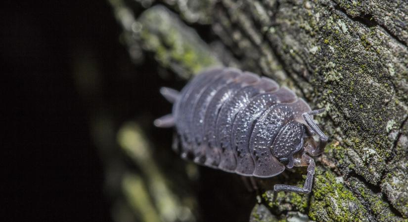 Ászkák a kertben – Kártevők vagy hasznos segítők?