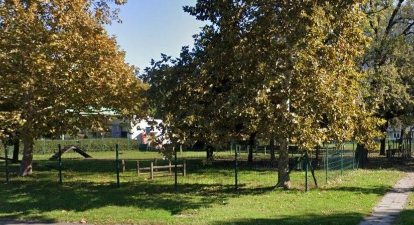 Szörnyű mit tett egy nő Nyíregyházán egy kedves kis kutyával: a közösségi média is felrobbant az esettől