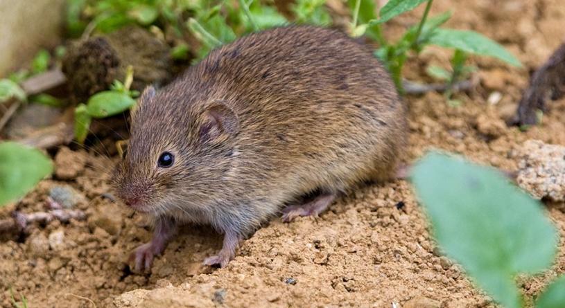 Így nem jutnak be a kártevők: építsd meg ezt a különleges növénynevelő „ketrecet”!