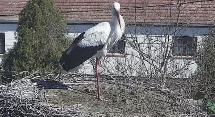 Élet a fertőhomoki gólyafészekben - Élőben nézhetjük a fiókákat