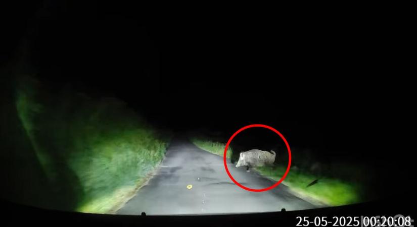 Mindenki megúszta a találkozást: jókora vaddisznók rohantak a kocsi elé - videó