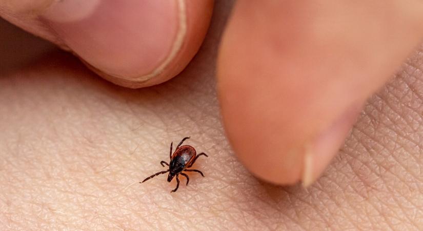 Lyme-kór vagy sem? Így derítheted ki