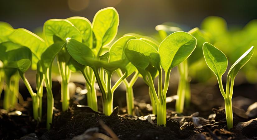 Biostimulálás profi módra: magyar fejlesztés gondoskodik róla