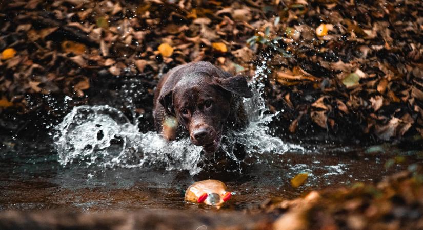 Labrador. Bolondos családi kedvenc vagy vérprofi vadászkutya? Interjú egy kutyakiképzővel a retrieverek sokoldalúságáról.