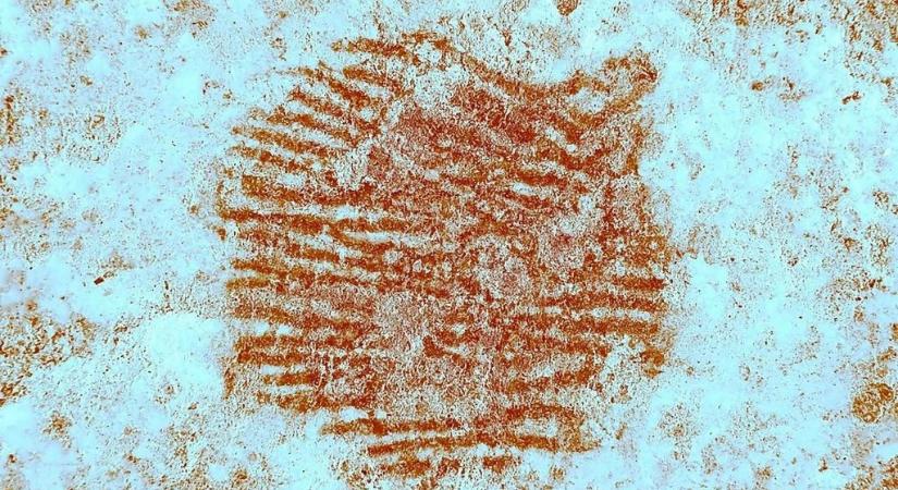 43 ezer éves ujjlenyomat árulkodhat a neandervölgyiek művészetéről