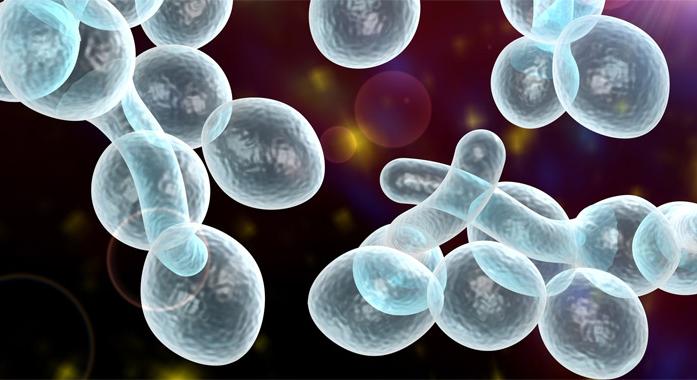 A Candida-fertőzések (candidiasis)