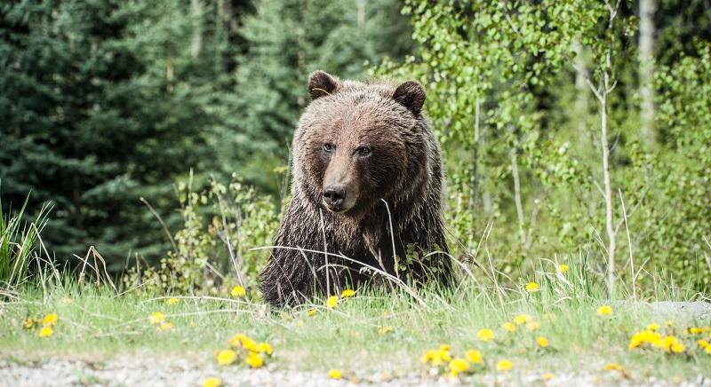 Külföldi turistára támadt a medve a Transzfogarason