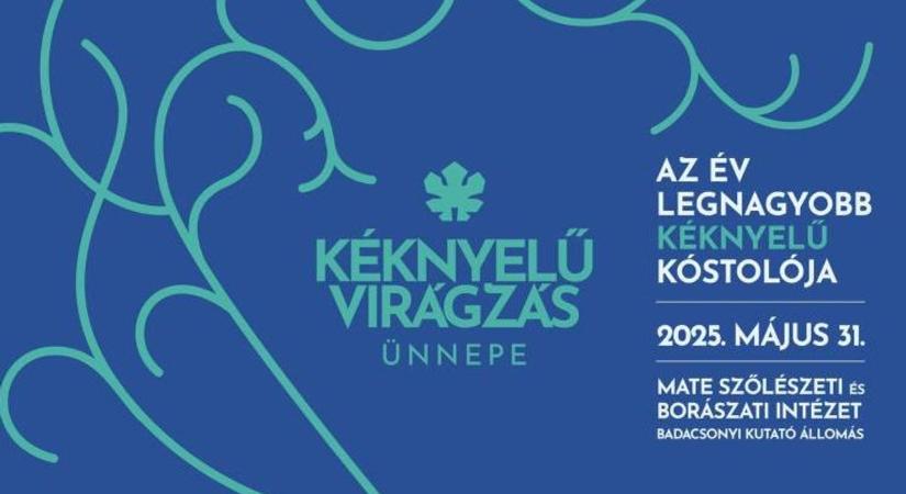 A Kéknyelűvirágzás ünnepe – Badacsony büszkesége újra reflektorfényben!