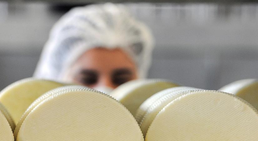 Ösztönzik a sajtfogyasztást, előnyben a korong alakú trappisták
