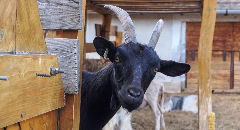 Uniós támogatásból fejlesztik az őshonos háziállatfajták élőhelyeit