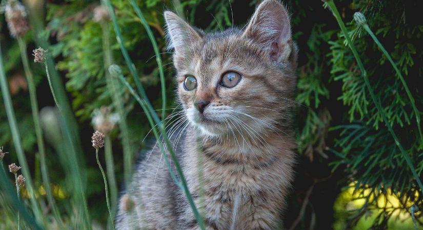 Macskák a kertben? A leghatékonyabb riasztó trükkök