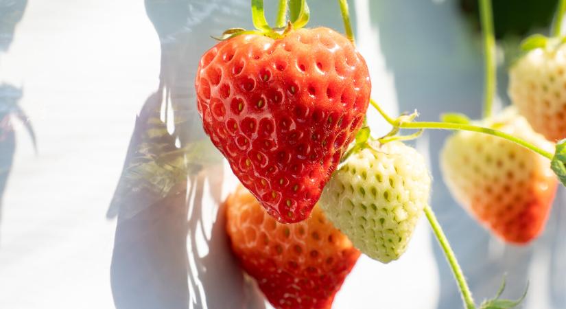 NAK-FruitVeB: a hűvös május miatt elhúzódik az idei szamócaszüret