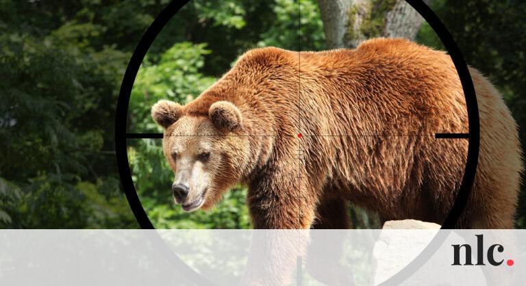Engedélyezték: felszolgálhatnak medvehúst a szlovákiai éttermek