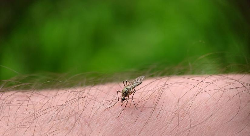 Kertész ismerősöm szerint csak ez kell: a muslicák és szúnyogok menekülnek a háztól