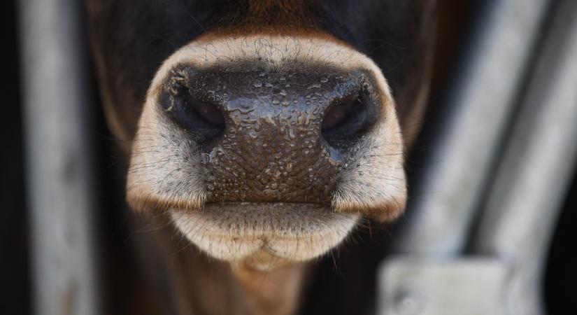 Jó hír az állattartóknak: közeledik a száj- és körömfájás miatti korlátozások vége