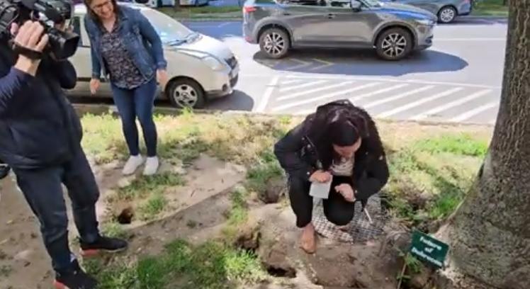 Patkányfészkek Debrecen belvárosában: erre már nem jutott pénze a városvezetésnek?