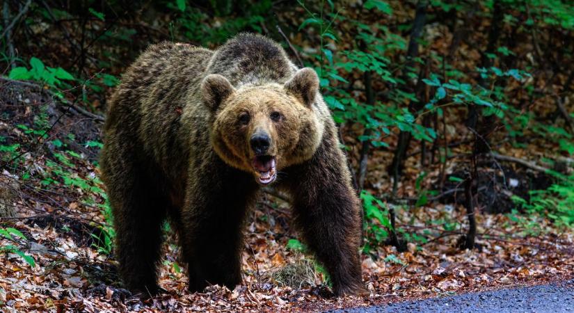 Véres medvetámadás a szomszédban, életveszélyes sérüléseket szenvedett egy nő