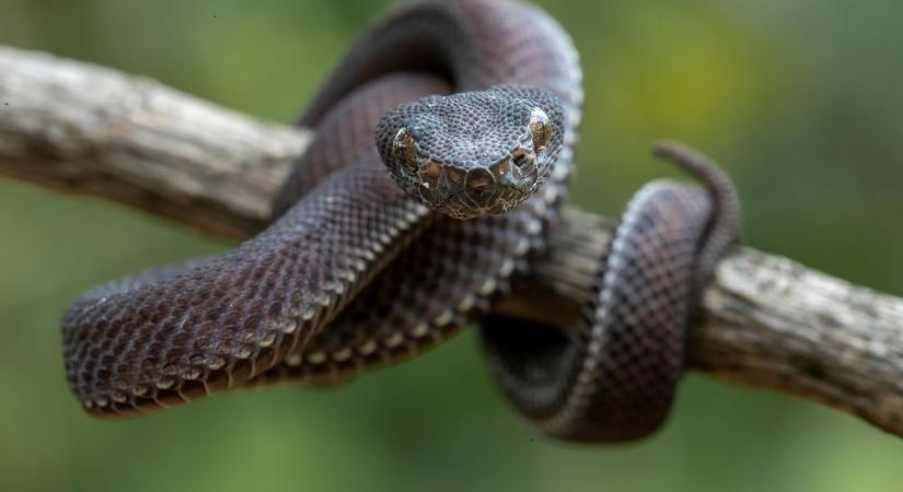 Keresztes vipera okoz pánikot a zalai kisvárosban