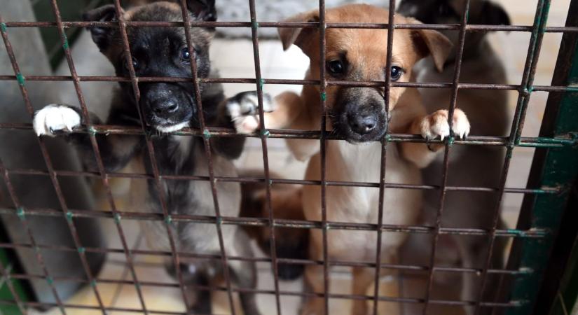 Pályázatot hirdettek a hazai állatvédőknek