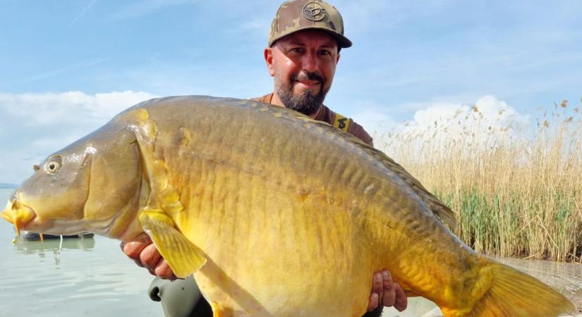 Ekkora ponty tényleg létezik? Elképesztő horgászfotó a Balaton nyugati medencéjéből