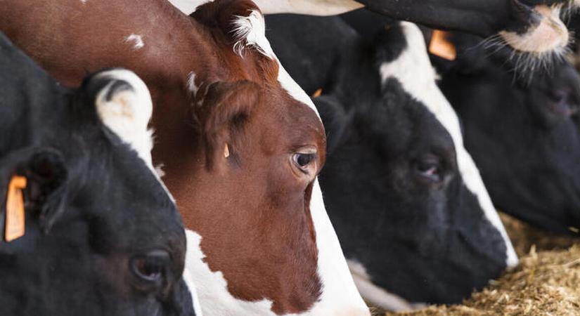 Nincs túl jő bőrben a magyar export, a járvány is rátett egy lapáttal