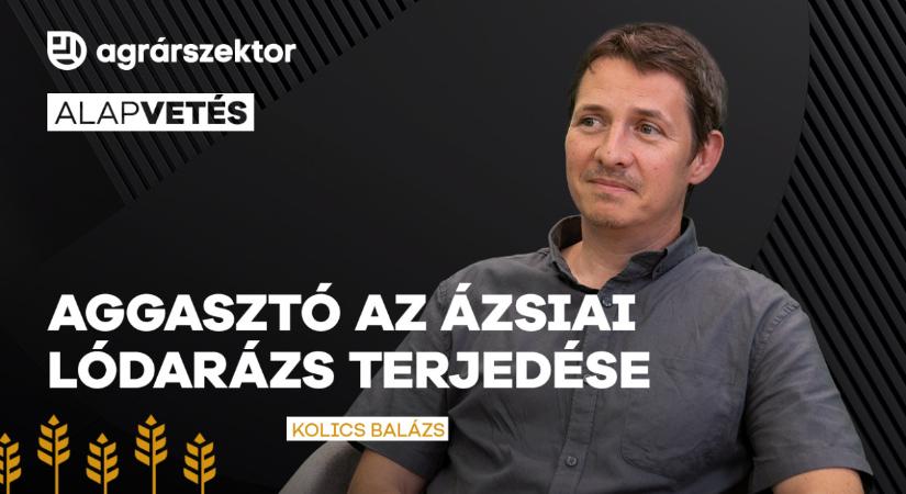 Aggasztó az ázsiai lódarázs gyors terjedése, bárhol felbukkanhat a veszélyes rovar