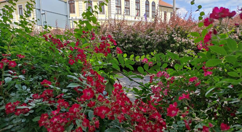 Beütött a jó idő: máris virágözön zúdult Vásárhelyre