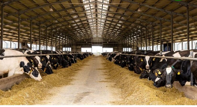 Tej-cunami Romániában: 150 millió literes éves termelést terveznek