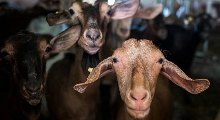 Beteg állatok húsa került forgalomba, bűnbandát füleltek le a hatóságok Spanyolországban