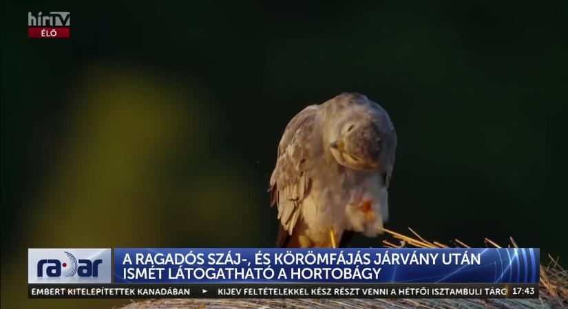 Radar: A ragadós száj-, és körömfájás járvány után ismét látogatható a Hortobágy  videó