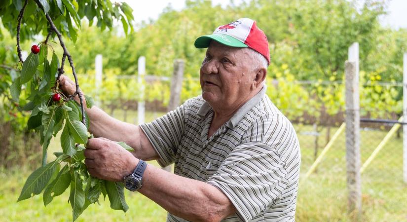 Ontja a termést: mindenki csodájára jár ácsi bácsi 42 éves cseresznyefájának
