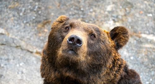 A medvék kilövése ellen tiltakoznak civilszervezetek Szlovéniában