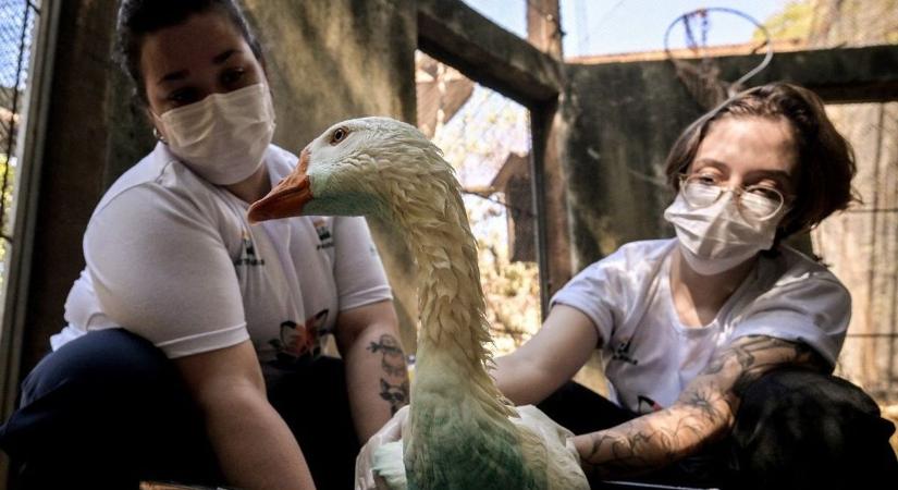 Bezárt Brazíliaváros állatkertje, de meglepetésre, akár jót is tehet egy országnak, ha megjelenik a madárinfluenza
