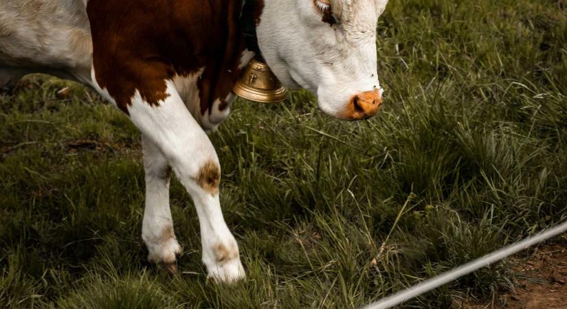 Júniusig még lehet pótolni a hiányzó dokumentumokat a villanypásztorprogramban
