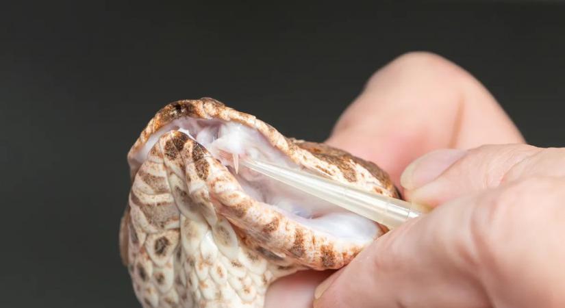 Minden eddiginél halálosabb déli halálkígyót találtak Ausztráliában
